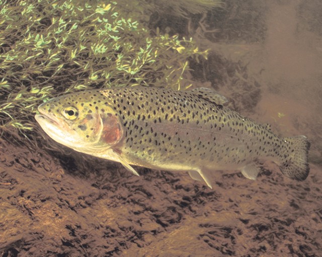 Changes in store for Stone Mill Spring on Fort Leonard Wood