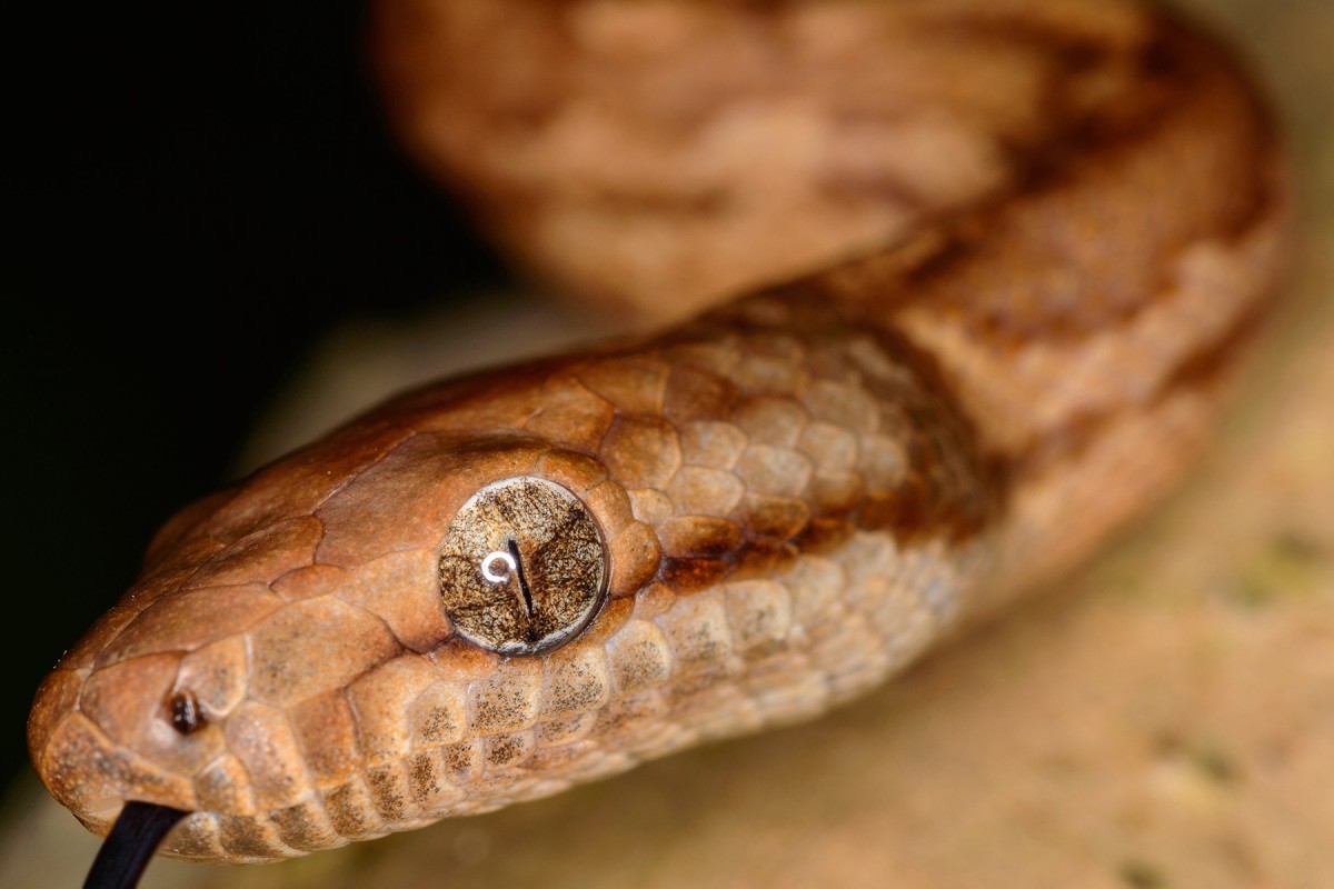 Conservation is for the Sake of the Snake at Fort Buchanan | Article ...