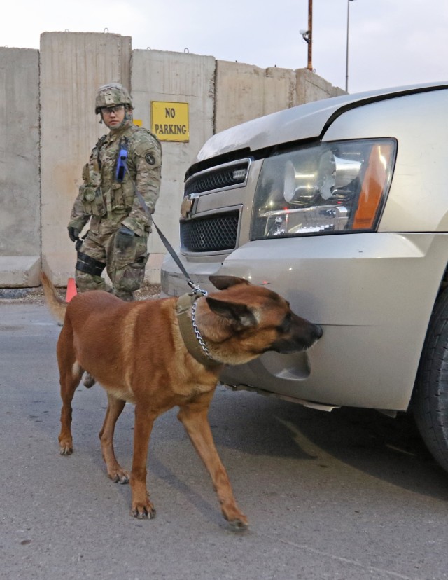 A military working dog searches a car for explosives