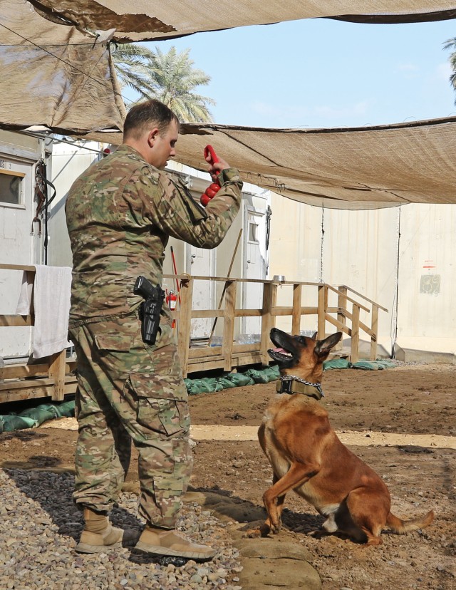 Military working dog plays with handler after work