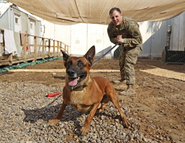 Military working dog practices bite trainig with handler
