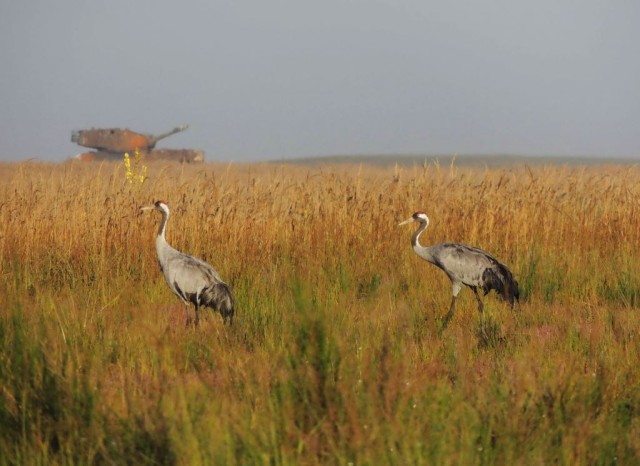 Kranich cranes in the Grafenwoehr Training Area