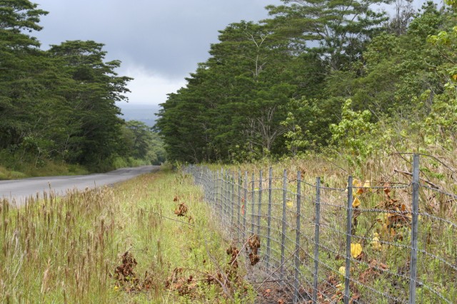 Invasive species take over roadside