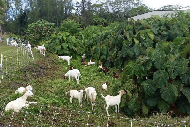 Grazing at Keaukaha Military Reservation
