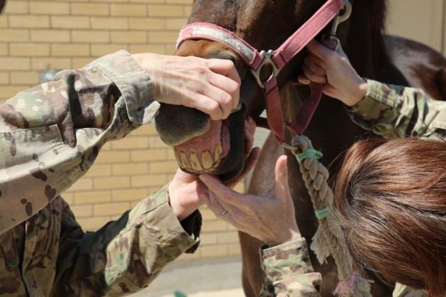 Soldiers help nurture horses to health