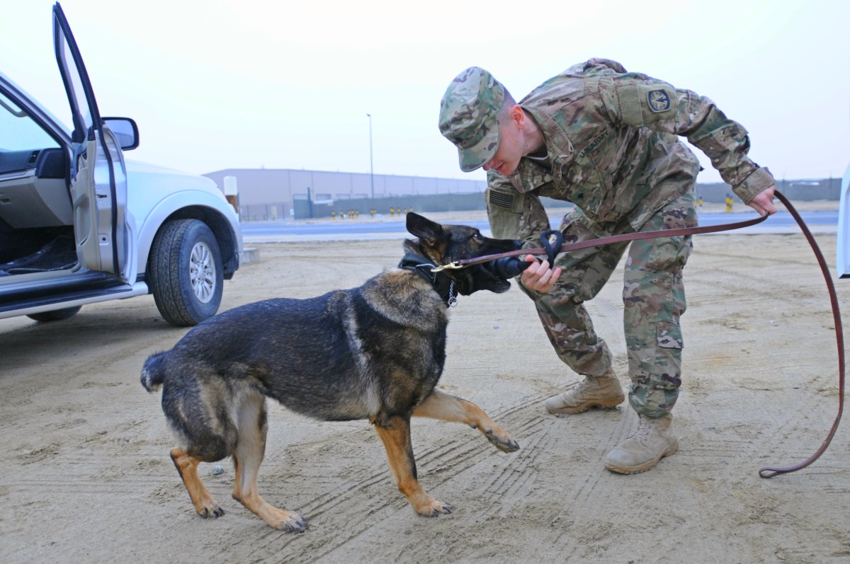 29th ID Soldiers train with military working dog handlers | Article ...