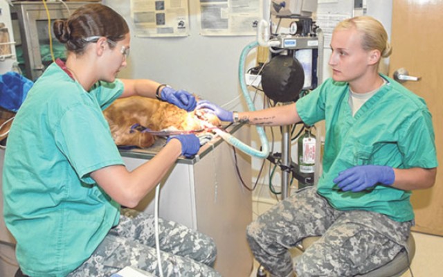 Army veterinarians — How did we get here?