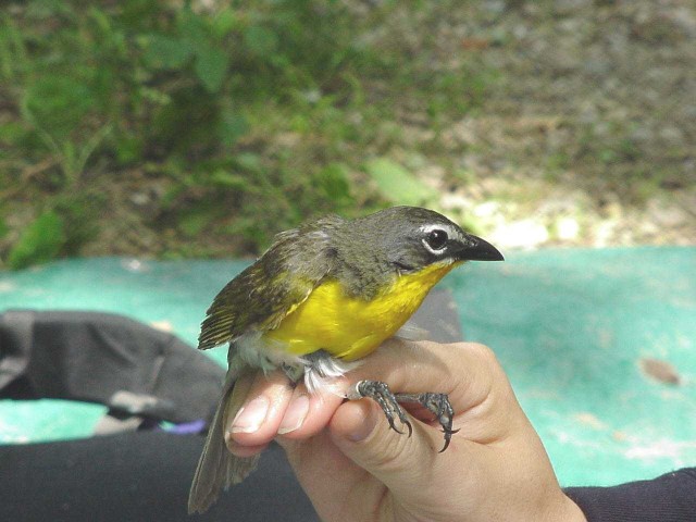 Biodiversity thrives on Fort Leonard Wood