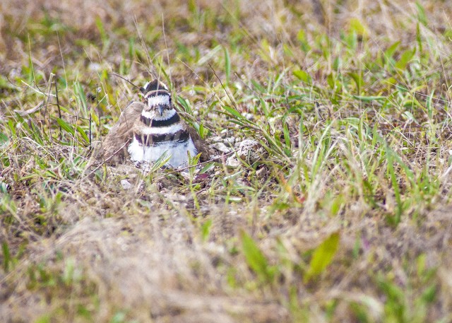 Biodiversity thrives on Fort Leonard Wood