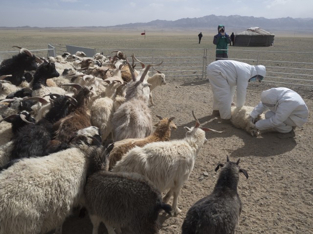 Mongolian veterinarians examine sheep