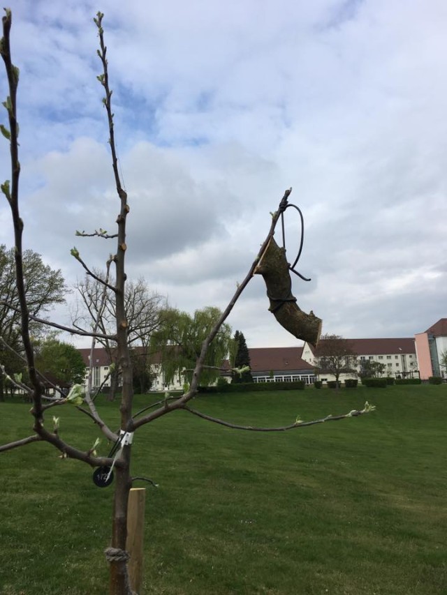 Shape main tree limbs