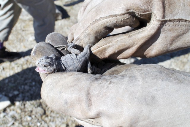 More than 35 Directorate of Public Works staff members and volunteers from Fort Riley and surrounding communities scoured the installation flipping rocks to count the number of reptiles, amphibians an