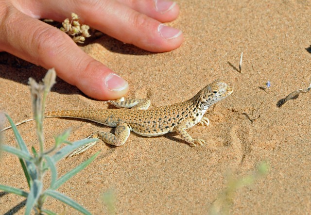 Unique lizard thrives at U.S. Army Yuma Proving Ground sand dunes