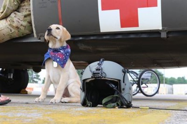 Service dogs get paws-on training