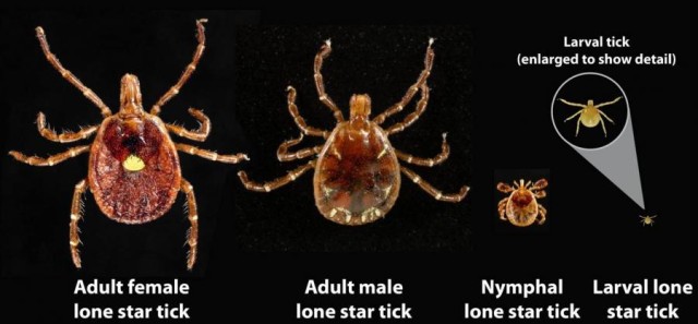 Rough season for ticks at Fort Leonard Wood