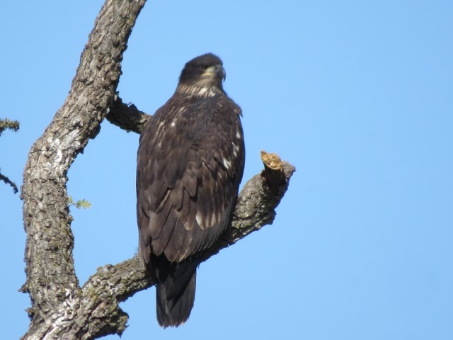 Golden and bald eagle nesting pairs call Camp Roberts home