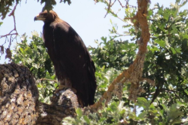Golden and bald eagle nesting pairs call Camp Roberts home