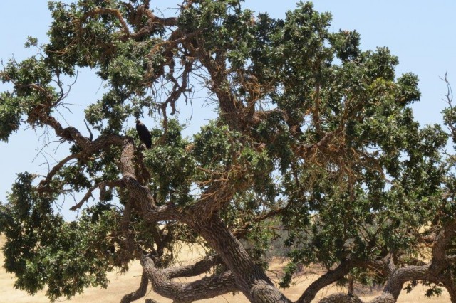 Golden and bald eagle nesting pairs call Camp Roberts home