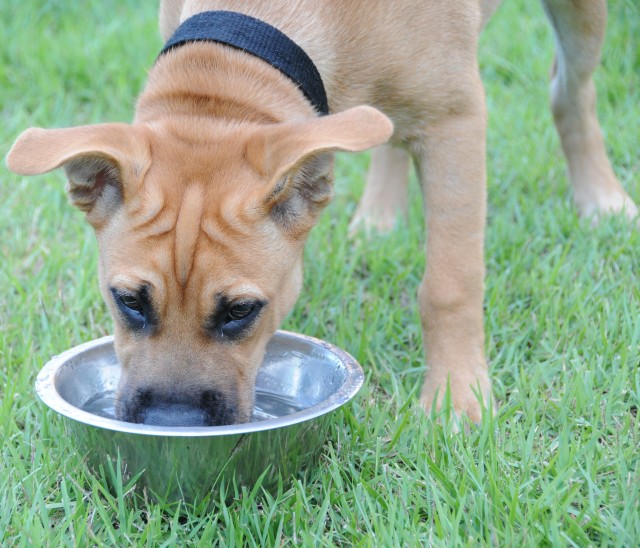 Pet heat safety
