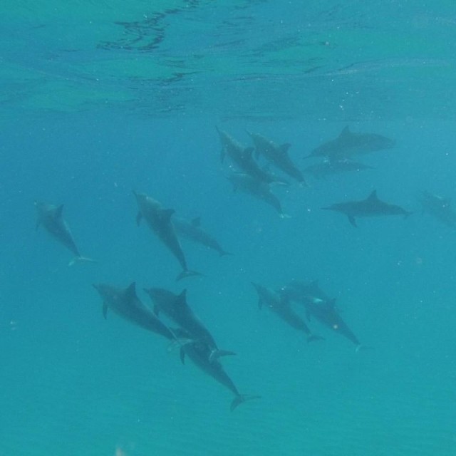 Hawaii sea life