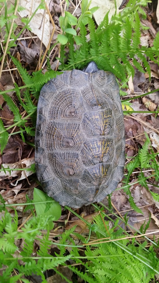 Elusive Wood Turtle