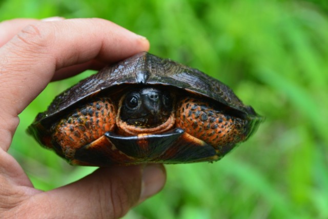 US Military Academy, Army Engineers join forces to protect wildlife