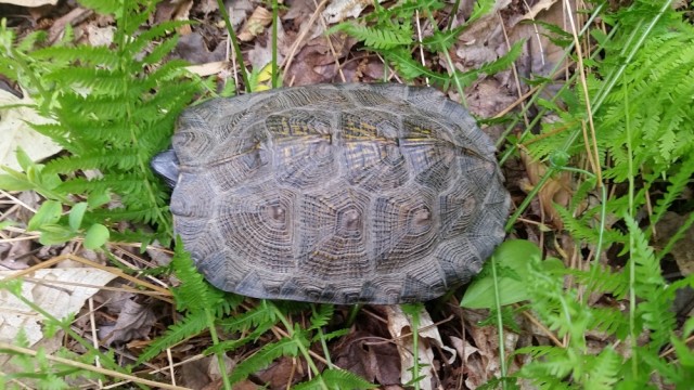 US Military Academy, Army Engineers join forces to protect wildlife