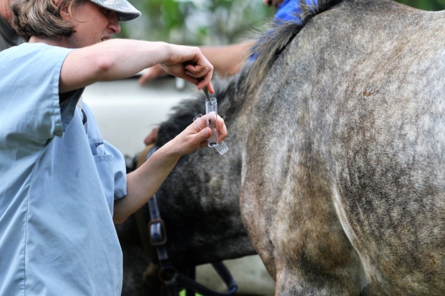 Army veterinarians team with Tonga to provide animal care on the islands