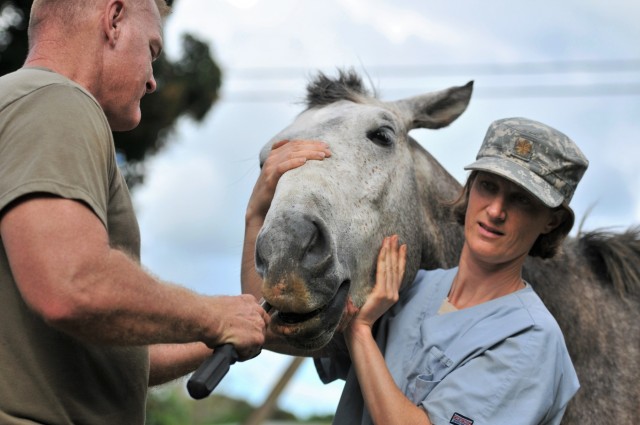 Army veterinarians team with Tonga to provide animal care on the islands