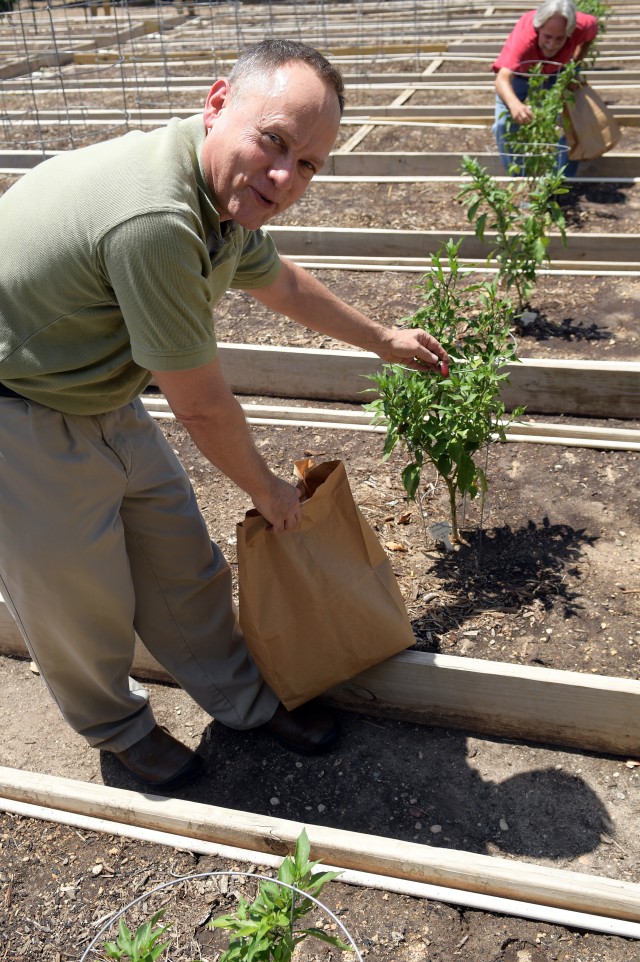 AEC's Bob Blaesing and Adrian Salinas pick peppers