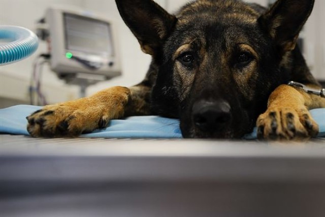 Army, Air Force band together for Airman's best friend