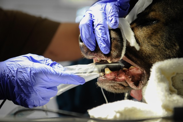 Army, Air Force band together for Airman's best friend
