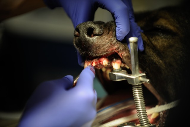 Army, Air Force band together for Airman's best friend