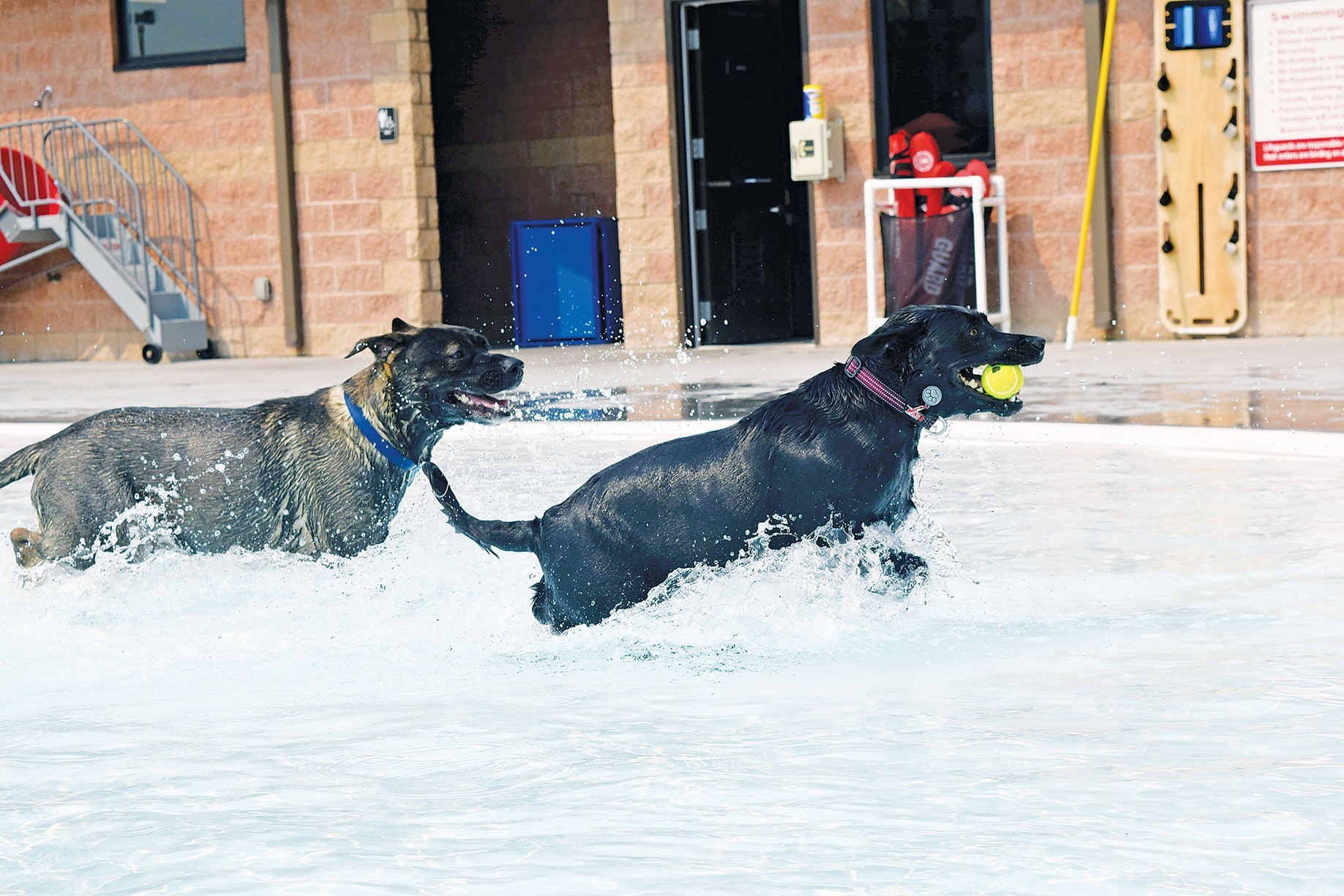 Four-legged swimmers beat summertime heat at Fort Riley Pool PAW-ty ...