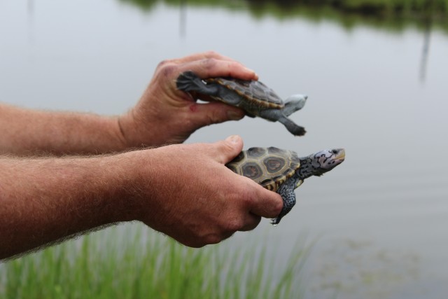 Army helping restore wildlife habitat on Chesapeake's Poplar Island