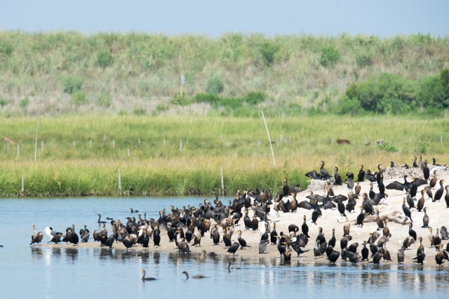 Army helping restore wildlife habitat on Chesapeake's Poplar Island