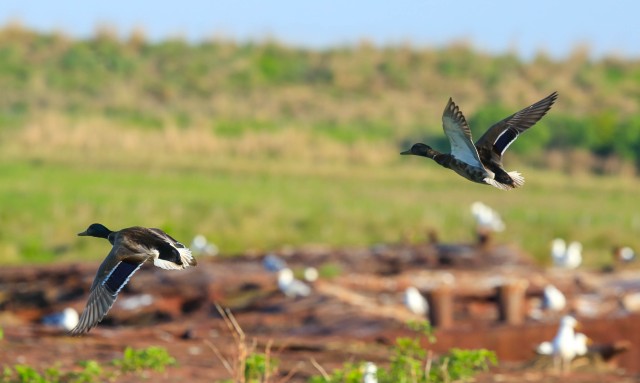 Army helping restore wildlife habitat on Chesapeake's Poplar Island