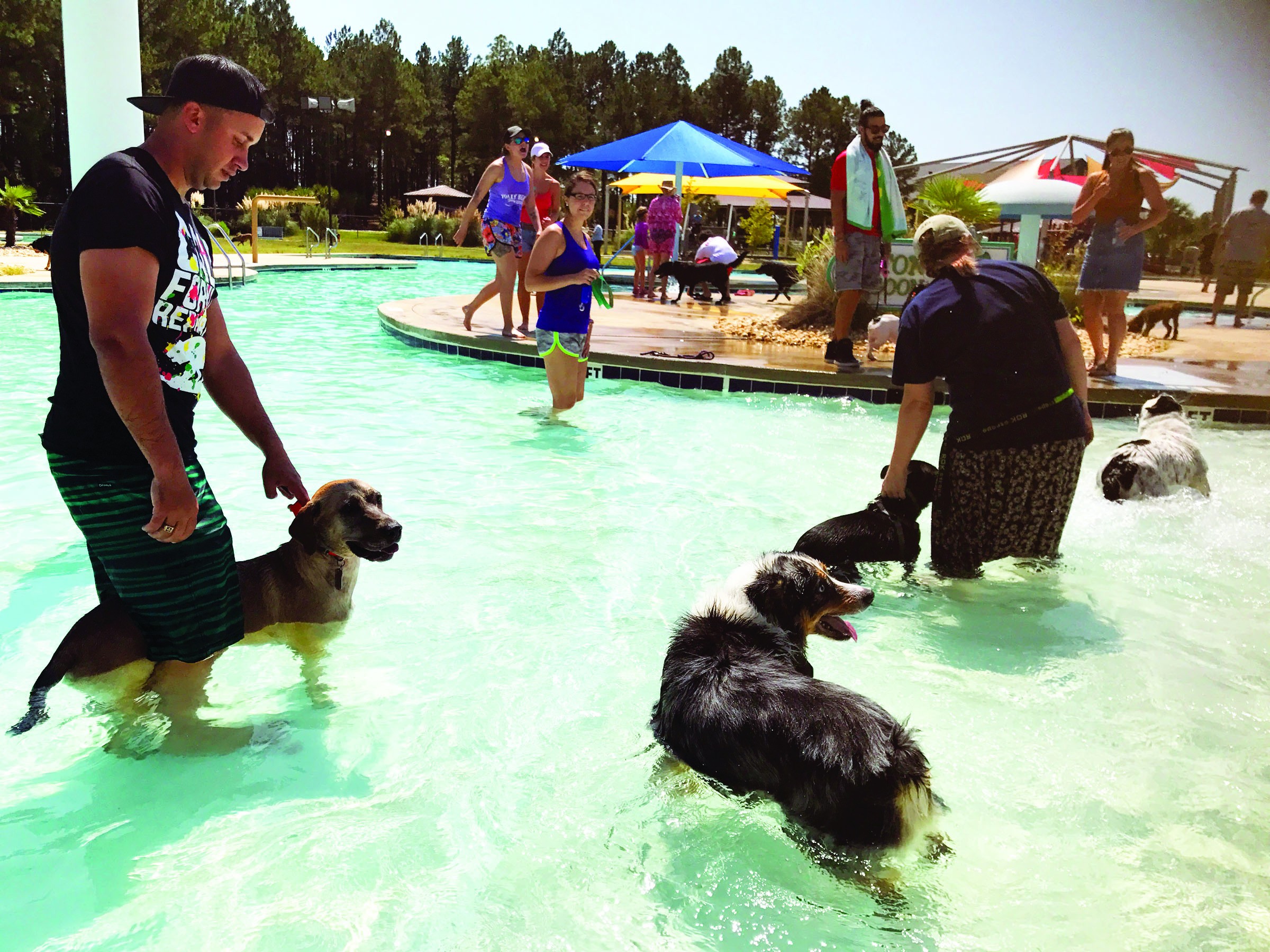 Bring your Dog to the Park this Summer