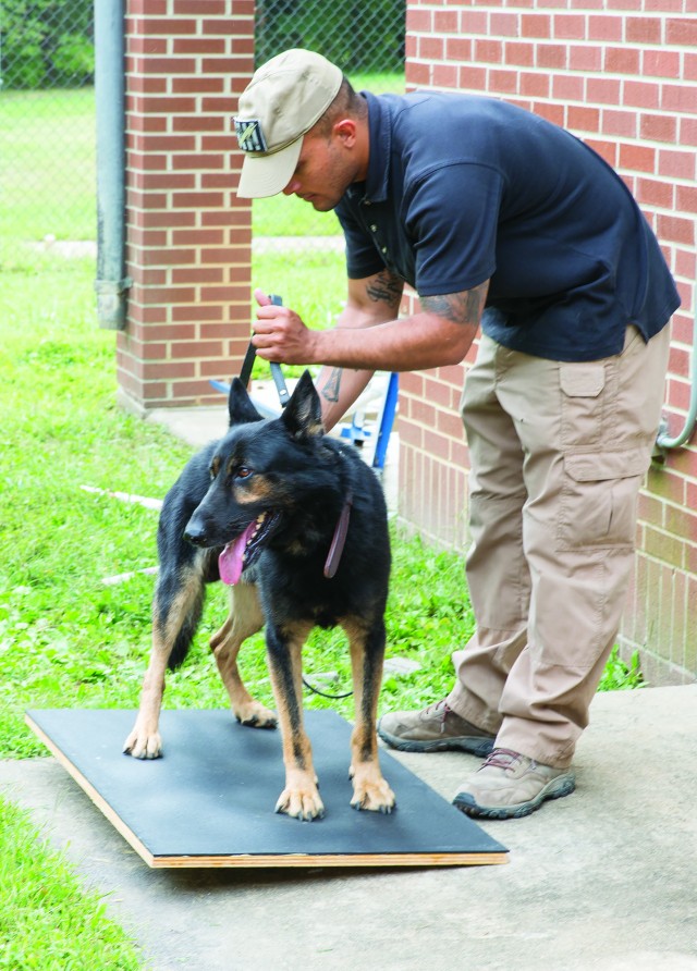 Military Working Dog Rehab