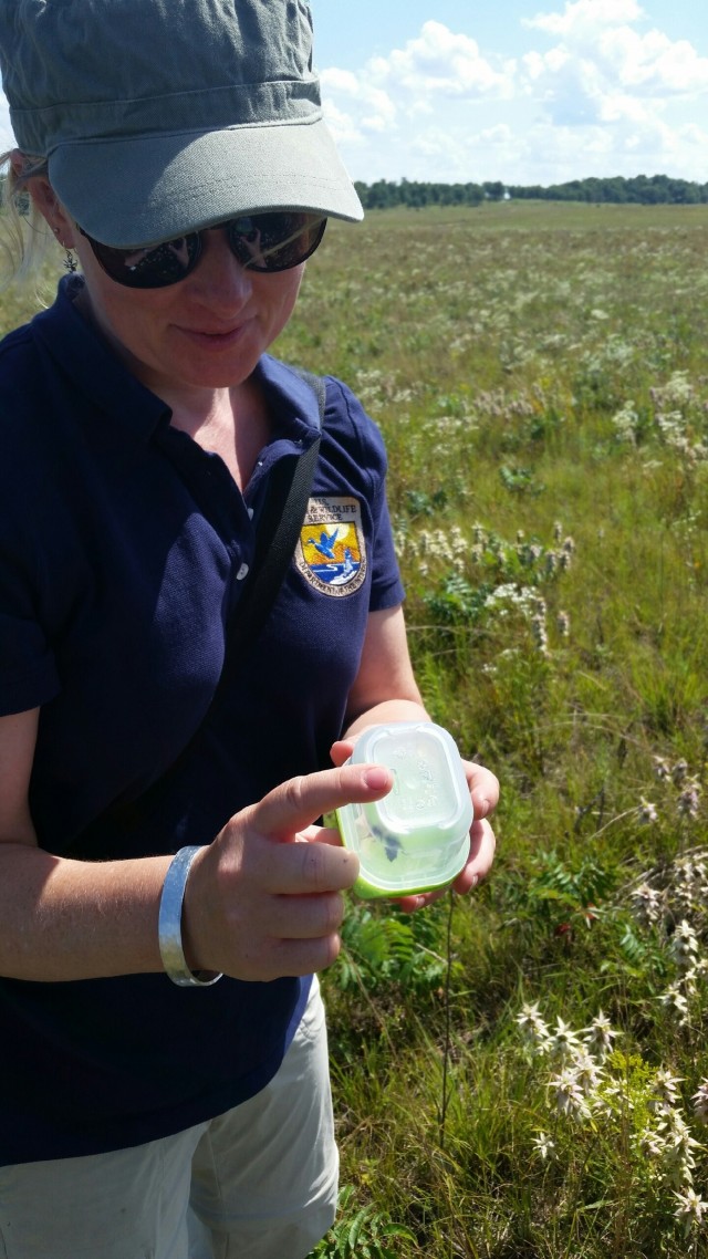 Surveys for endangered bumblebee held at installation