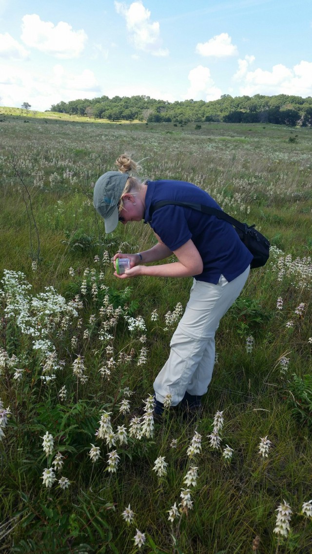 Surveys for endangered bumblebee held at installation