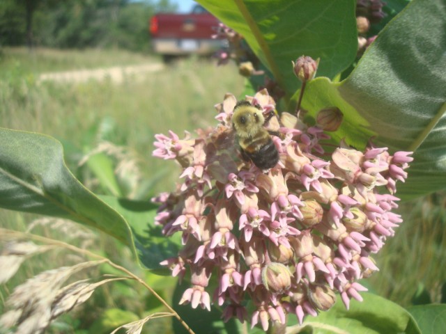 Surveys for endangered bumblebee held at installation