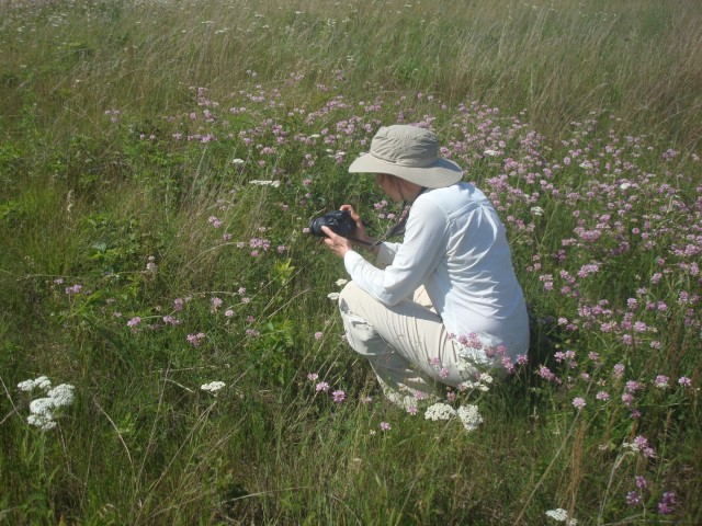 Surveys for endangered bumblebee held at installation
