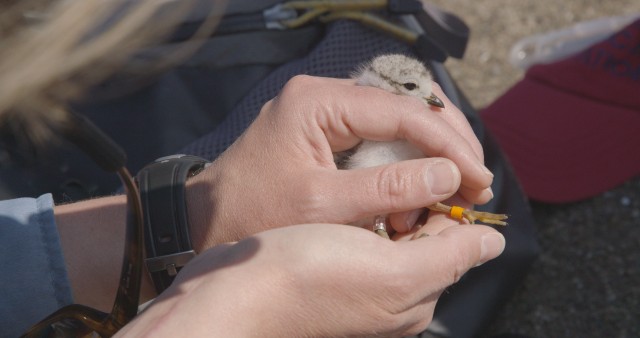 Piping Plover Banding