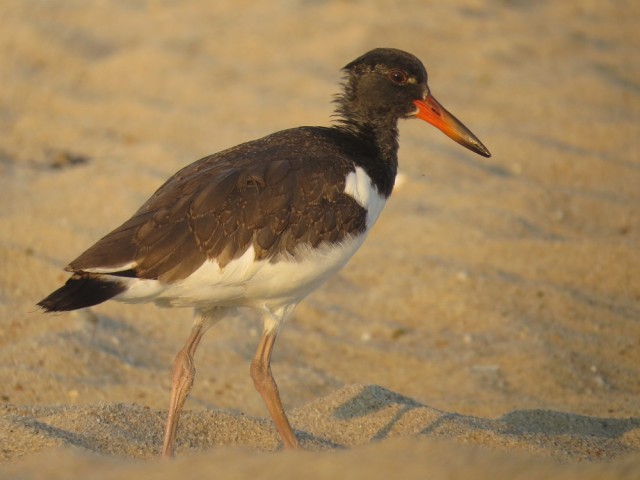 American Oystercatcher