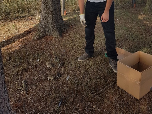 Bunnies found at construction site