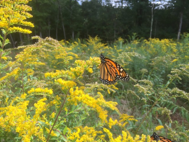 Buffumville Lake hosts pollinator event