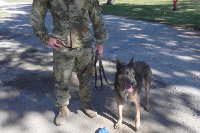 rehoming military dogs