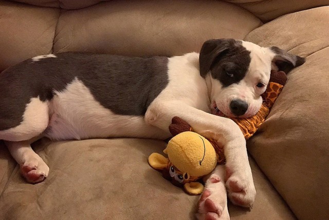 Virgin Islands dog finds new home with New York National Guard MP