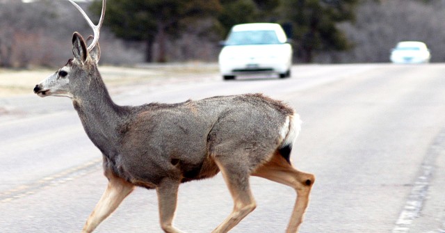 Oh deer! Increased wildlife activity calls for increased awareness